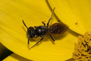 Sphecodes ephippius / Gewöhnliche Blutbiene / Schmal- / Furchenbienen - Halictidae / Ordnung: Hautflügler - Hymenoptera