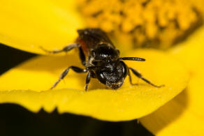 Sphecodes ephippius / Gewöhnliche Blutbiene / Schmal- / Furchenbienen - Halictidae / Ordnung: Hautflügler - Hymenoptera