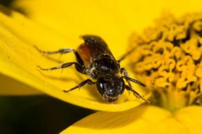 Sphecodes ephippius / Gewöhnliche Blutbiene / Schmal- / Furchenbienen - Halictidae / Ordnung: Hautflügler - Hymenoptera