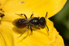 Sphecodes ephippius / Gewöhnliche Blutbiene / Schmal- / Furchenbienen - Halictidae / Ordnung: Hautflügler - Hymenoptera