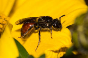 Sphecodes ephippius / Gewöhnliche Blutbiene / Schmal- / Furchenbienen - Halictidae / Ordnung: Hautflügler - Hymenoptera