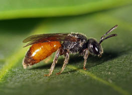 Sphecodes ferruginatus / Rostfarbene Blutbiene / Schmal- / Furchenbienen - Halictidae / Ordnung: Hautflgler - Hymenoptera