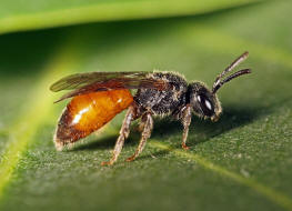 Sphecodes ferruginatus / Rostfarbene Blutbiene / Schmal- / Furchenbienen - Halictidae / Ordnung: Hautflgler - Hymenoptera