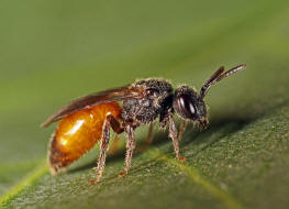 Sphecodes ferruginatus / Rostfarbene Blutbiene / Schmal- / Furchenbienen - Halictidae / Ordnung: Hautflgler - Hymenoptera
