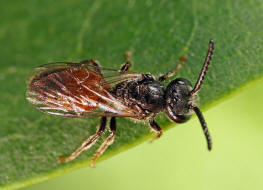 Sphecodes ferruginatus / Rostfarbene Blutbiene / Schmal- / Furchenbienen - Halictidae / Ordnung: Hautflgler - Hymenoptera