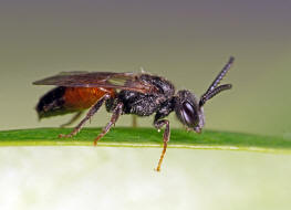 Sphecodes ferruginatus / Rostfarbene Blutbiene / Schmal- / Furchenbienen - Halictidae / Ordnung: Hautflgler - Hymenoptera