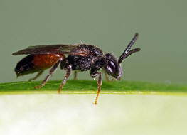 Sphecodes ferruginatus / Rostfarbene Blutbiene / Schmal- / Furchenbienen - Halictidae / Ordnung: Hautflgler - Hymenoptera