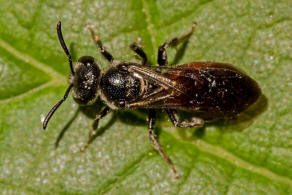 Sphecodes rufiventris / Geriefte Blutbiene / Schmal- / Furchenbienen - Halictidae