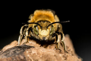 Trachusa byssina (= Anthidium byssinum) / Groe Harzbiene / Blattschneiderbienenartige - Megachilidae