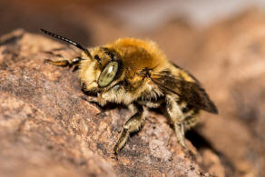 Trachusa byssina (= Anthidium byssinum) / Groe Harzbiene / Blattschneiderbienenartige - Megachilidae