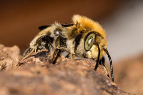 Trachusa byssina (= Anthidium byssinum) / Groe Harzbiene / Blattschneiderbienenartige - Megachilidae