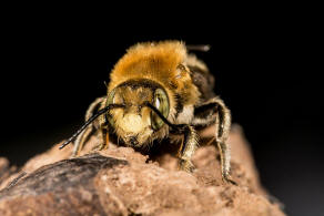 Trachusa byssina (= Anthidium byssinum) / Groe Harzbiene / Blattschneiderbienenartige - Megachilidae