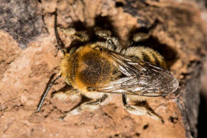 Trachusa byssina (= Anthidium byssinum) / Groe Harzbiene / Blattschneiderbienenartige - Megachilidae