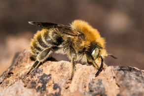 Trachusa byssina (= Anthidium byssinum) / Groe Harzbiene / Blattschneiderbienenartige - Megachilidae