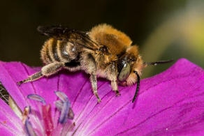 Trachusa byssina (= Anthidium byssinum) / Groe Harzbiene / Blattschneiderbienenartige - Megachilidae