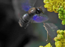 Xylocopa violacea / Blauschwarze Holzbiene / Apinae (Echte Bienen)