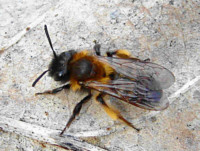 Andrena bicolor