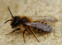 Andrena flavipes