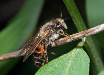 Andrena florea (Zaunrben-Sandbiene) - eine hoch spezialisierte Wildbienenart