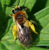 Andrena haemorrhoa