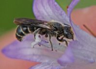 Chelostoma rapunculi