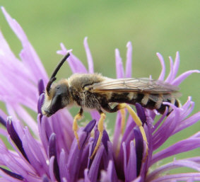 Halictus scabiosae