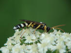 Ichneumon sarcitorius