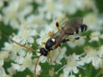 Ichneumon sarcitorius