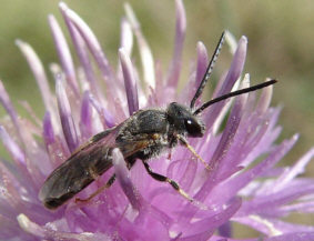 Lasioglossum spec. / Am Foto unbestimmbare Lasioglossum-Arten