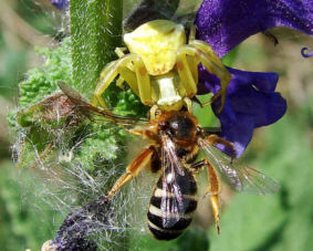 Lasioglossum xanthophus