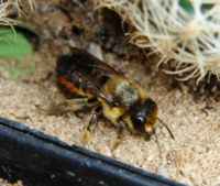 Megachile versicolor / Blattschneiderbiene