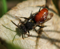 Nomada fabriciana