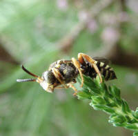 Nomada rufipes