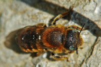 Osmia aurulenta