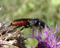 Sphecodes albilabris