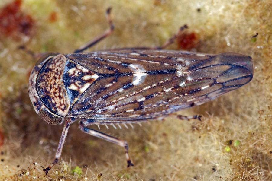 Acericerus heydenii / Bergahorn-Winkerzikade / Familie: Zwergzikaden - Cicadellidae / Unterordnung: Rundkopfzikaden - Cicadomorpha