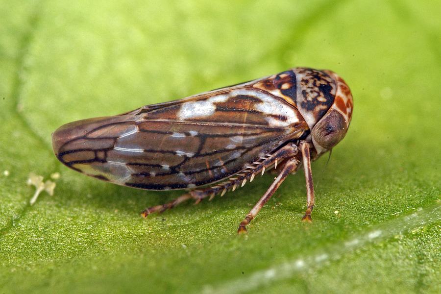 Balcanocerus pruni / Kleine Schlehenwinkerzikade / Zwergzikaden - Cicadellidae - Idiocerinae / Unterordnung: Rundkopfzikaden - Cicadomorpha