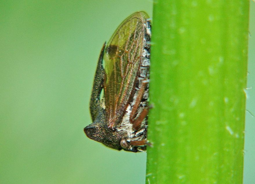 Centrotus cornutus / Dornzikade / Buckelzirpen - Membracidae