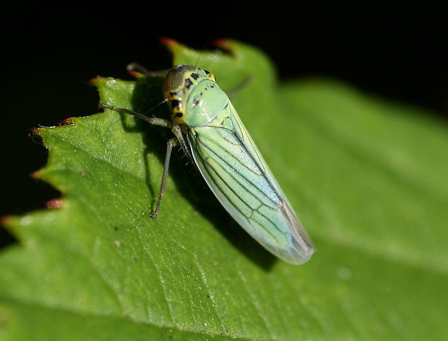 Cicadella viridis / Binsen-Schmuckzikade / Grüne Zwergzikade / Zwergzikaden - Cicadellidae