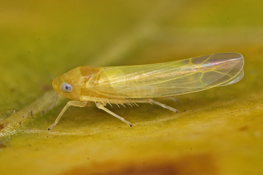 Edwardsiana flavescens / Gelbe Laubzikade / Zwergzikaden - Cicadellidae / Blattzikaden - Typhlocybinae / Unterordnung: Rundkopfzikaden - Cicadomorpha