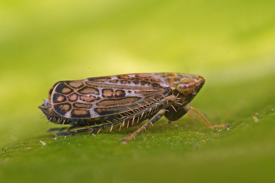 Errastunus ocellaris / Bunte Graszirpe / Deltocephalinae - Zirpen / Unterordnung: Cicadellidae - Zwergzikaden