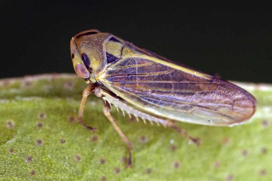 Macropsis infuscata / Salweiden-Maskenzikade / Cicadellidae - Kleinzikaden - Macropsinae - Maskenzikaden