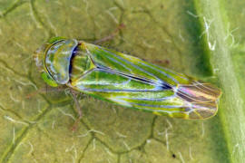 Liguropia juniperi / Zypressen-Blattzikade / Zwergzikaden - Cicadellidae / Blattzikaden - Typhlocybinae / Unterordnung: Rundkopfzikaden - Cicadomorpha