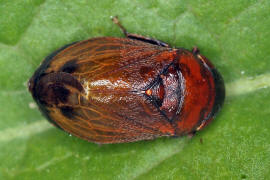 Penthimia nigra / Mönchszikade / Zwergzikaden - Cicadellidae / Unterordnung: Rundkopfzikaden - Cicadomorpha