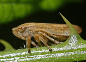Philaenus spumarius / Wiesenschaumzikade / Schaumzikaden - Aphrophoridae / Unterordnung: Rundkopfzikaden - Cicadomorpha