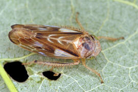 Pithyotettix abietinus / Marmorfichtenzirpe / Zwergzikaden - Cicadellidae / Zirpen - Deltocephalinae