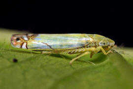 Zyginella pulchra / Diadem-Blattzikade / Zwergzikaden - Cicadellidae / Blattzikaden - Typhlocybinae / Unterordnung: Rundkopfzikaden - Cicadomorpha