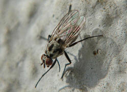 Anthomyia procellaris / Ohne deutschen Namen /  Anthomyiidae - Blumenfliegen / Ordnung: Zweiflgler - Diptera / Fliegen - Brachycera