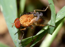 Pegomya testacea / Ohne deutschen Namen / Blumenfliegen - Anthomyiidae / Ordnung: Zweiflgler - Diptera / Fliegen - Brachycera