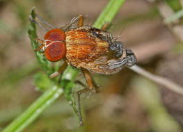 Pegomya testacea / Ohne deutschen Namen / Blumenfliegen - Anthomyiidae / Ordnung: Zweiflgler - Diptera / Fliegen - Brachycera